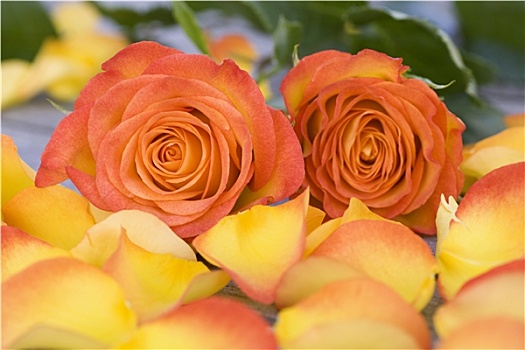 漂亮,橙色,玫瑰,花瓣