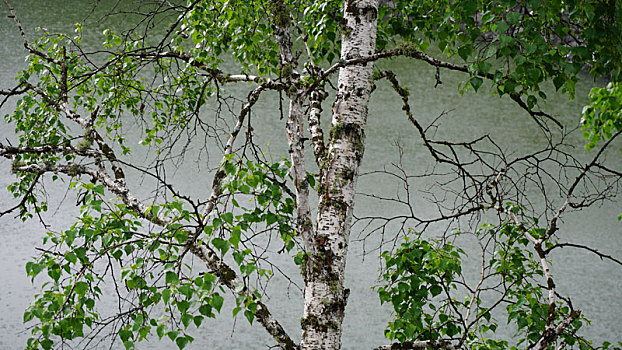 水边一棵翠绿的白桦树的树干和树枝