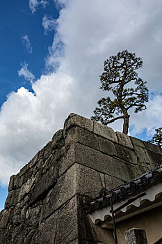京都二条城城墙上的松树