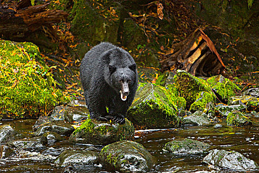 黑熊,美洲黑熊,三文鱼,河流,温哥华岛,不列颠哥伦比亚省,加拿大