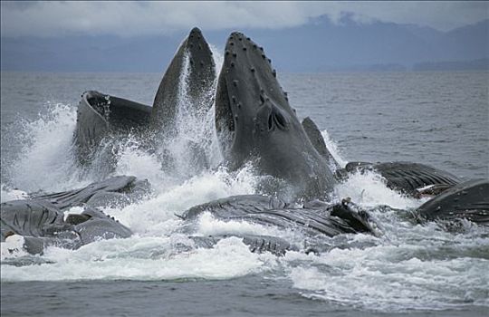 驼背鲸,大翅鲸属,鲸鱼,合作,青鱼,鱼群,东南阿拉斯加