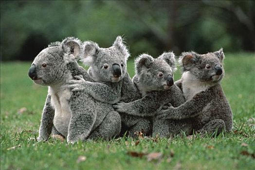 树袋熊,排列,地上,澳大利亚