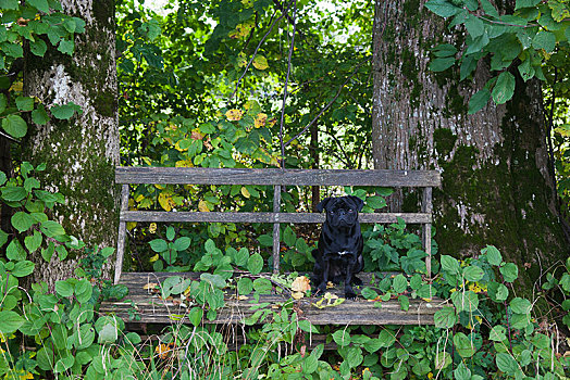 黑色,哈巴狗,坐,风化,木制长椅