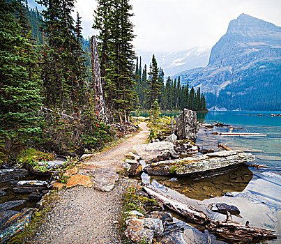 小路,湖,幽鹤国家公园,不列颠哥伦比亚省,加拿大
