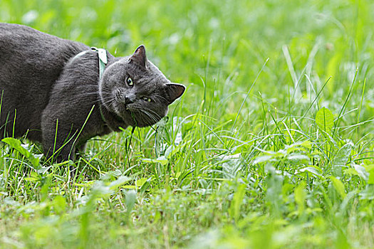 英国短毛猫,猫,吃,草,横图,照片