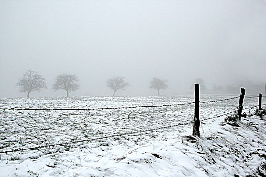 冬天,树,地点,雾状,白天,倒刺,线,前景,德国