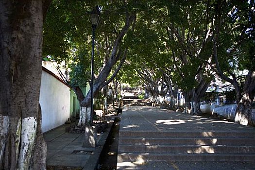 树,小路,瓦哈卡,瓦哈卡州,墨西哥