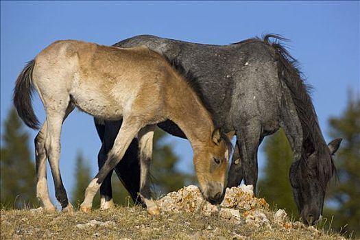 马,一对,放牧,普赖尔山野马放牧区,蒙大拿