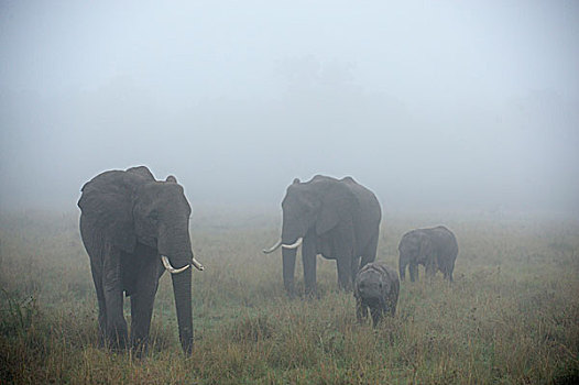 非洲象,大象,家族,公牛,母牛,幼兽,雾,马赛马拉,肯尼亚,非洲