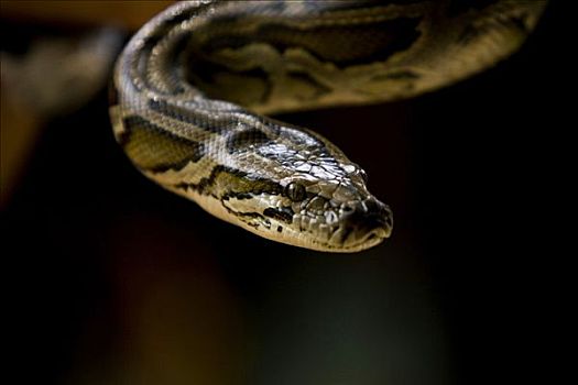 巨蟒,越南,亚洲石雕上的蜥蜴石雕上的蜥蜴蛇,蟒蛇,絮叨,白色背景蛇