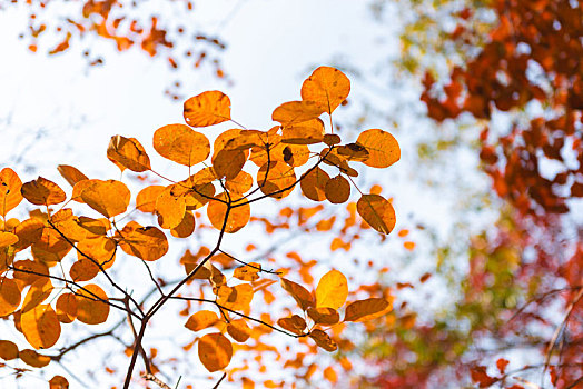 秋季自然风光山里的红叶