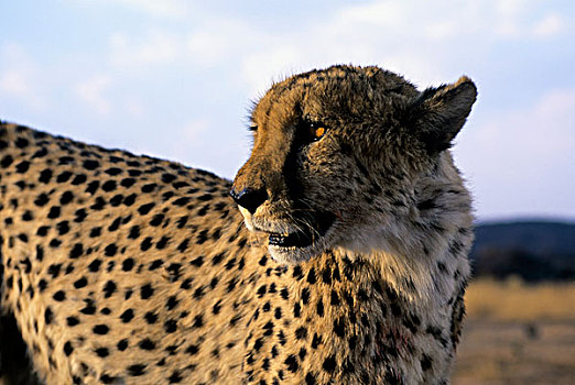 纳米比亚,印度豹