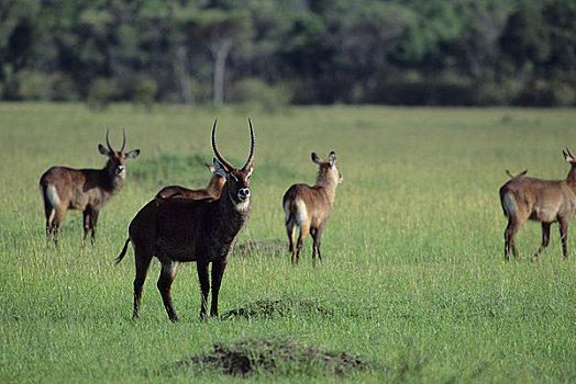 肯尼亚,马赛马拉,水羚