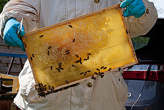 养蜂人,蜂窝,蜂蜜,意大利蜂