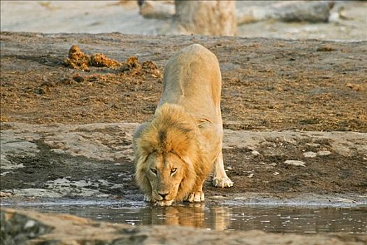 雄性,狮子,水坑,萨维提,博茨瓦纳,非洲