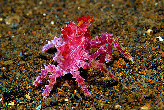 软珊瑚,蜘蛛蟹,沙,仰视,印度尼西亚,亚洲