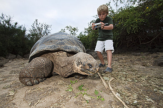 厄瓜多尔,加拉帕戈斯,群岛,圣克鲁斯岛,男孩,摄影,加拉帕戈斯巨龟,加拉帕戈斯陆龟