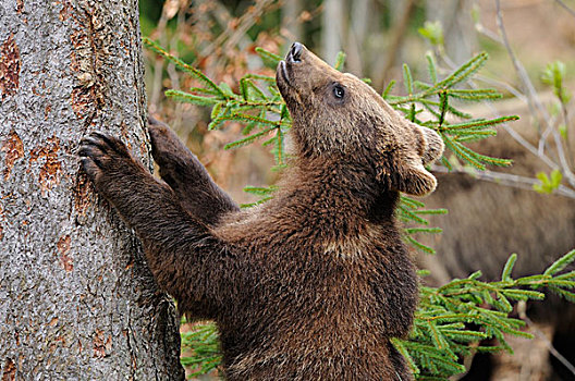 幼兽,棕熊,树干,巴伐利亚森林国家公园,德国