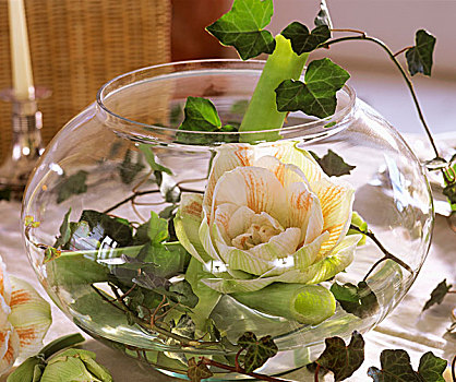 圆,玻璃花瓶,孤挺花