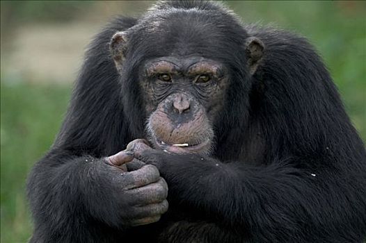 黑猩猩,类人猿,肖像,灵长类,中心,法国
