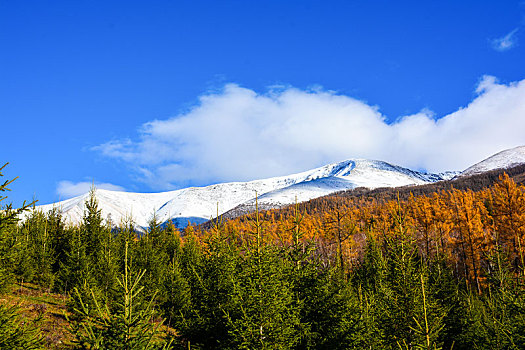 西北第一次白哈巴村秋日盛景