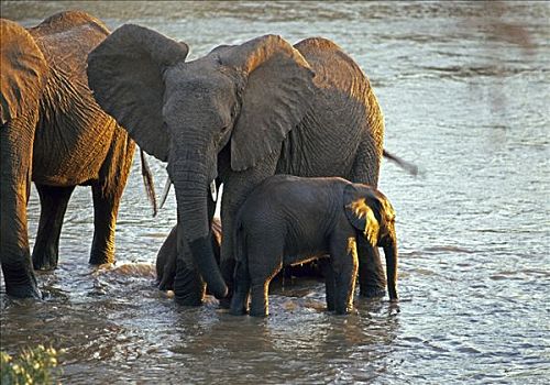 大象,马赛马拉国家公园,肯尼亚