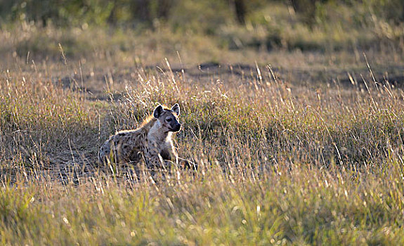 斑鬣狗,笑,鬣狗,早晨,卧,草,享受,温暖,太阳,马赛马拉国家保护区,肯尼亚,非洲