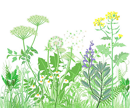 药草,野花,植物,插画