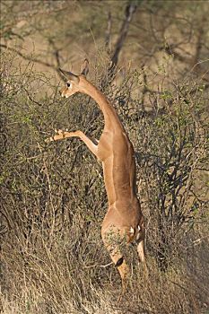 非洲瞪羚,长颈羚,浏览,萨布鲁国家公园,肯尼亚