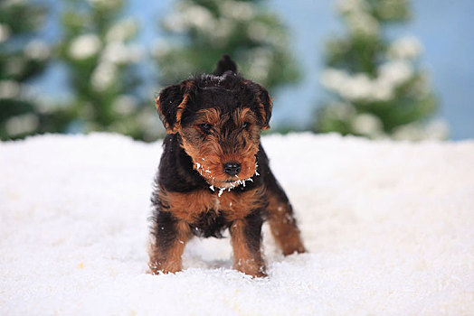 梗犬,小狗,8星期大,坐,人造,雪,冬天