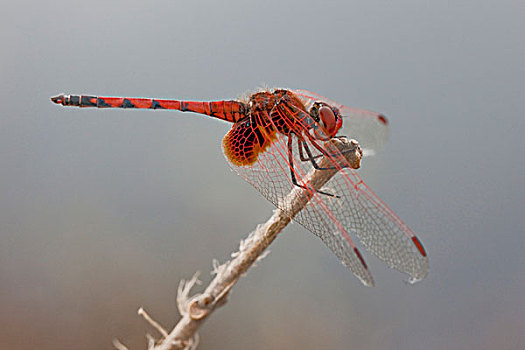 蜻蜓,差翅亚目,万基国家公园,津巴布韦,非洲