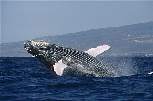 驼背鲸,大翅鲸属,鲸鱼,鲸跃,科纳海岸,夏威夷