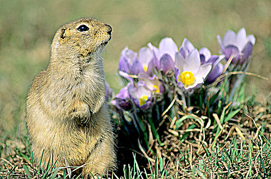 成年,地松鼠,出现,洞穴,旁侧,草原,藏红花,艾伯塔省,加拿大