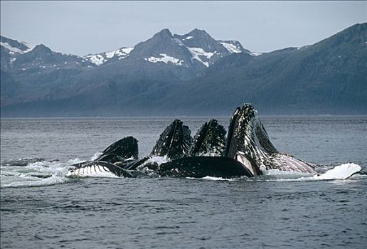 驼背鲸,大翅鲸属,鲸鱼,群,进食,阿拉斯加