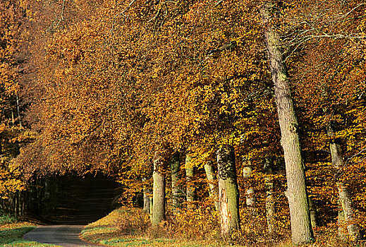 秋日树林,法国