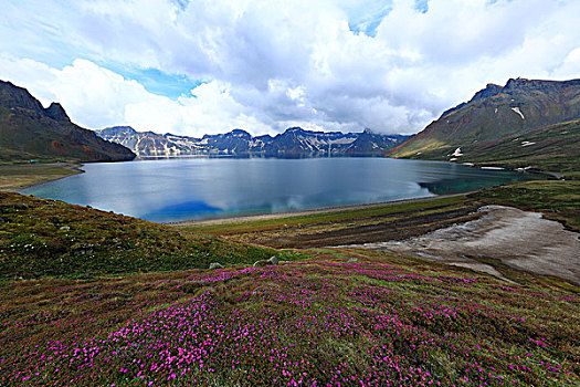 长白山高山杜鹃