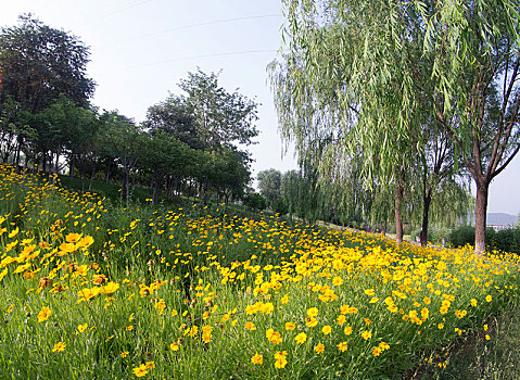 黄花树林