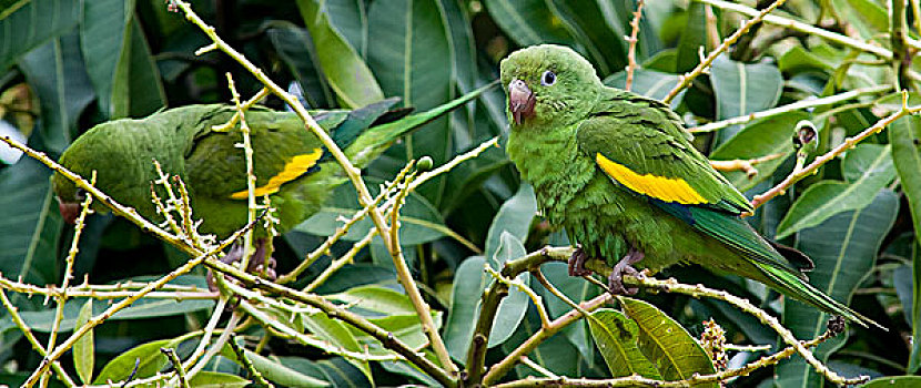 南美,潘塔纳尔湿地,巴西,两个,长尾鹦鹉,栖息,树上,枝条