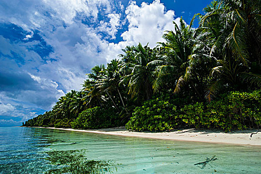 乐园,白沙滩,青绿色,水,蚂蚁,环礁,密克罗尼西亚