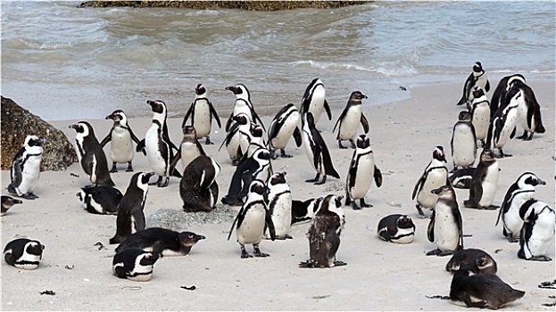 非洲企鹅,漂石,海滩,开普敦,南非