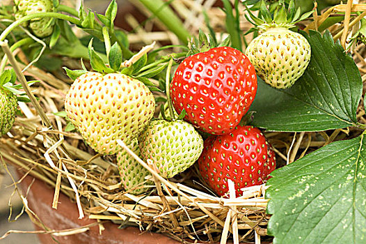 草莓,成熟,水果,赤陶,内庭,诺福克,英格兰,欧洲