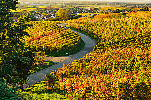 葡萄园,风景,巴登,葡萄酒,路线,巴登符腾堡,德国