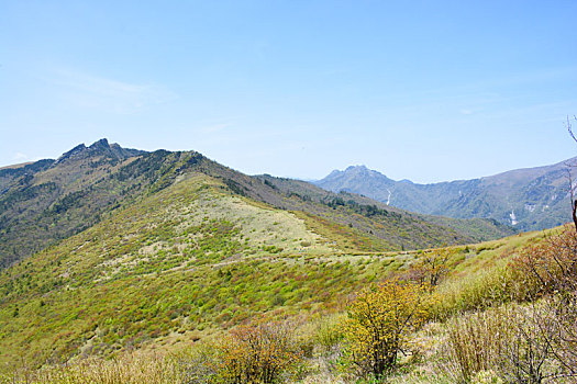 秦岭高山草甸