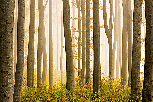 秋天,山毛榉,树林,雾,巴伐利亚,德国,欧洲