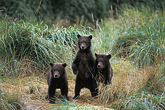 棕熊,大灰熊,三个,春天,幼兽,卡特麦国家公园,阿拉斯加半岛