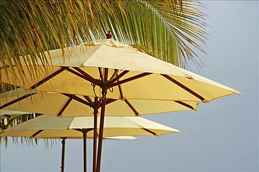 伞,毛里求斯,非洲