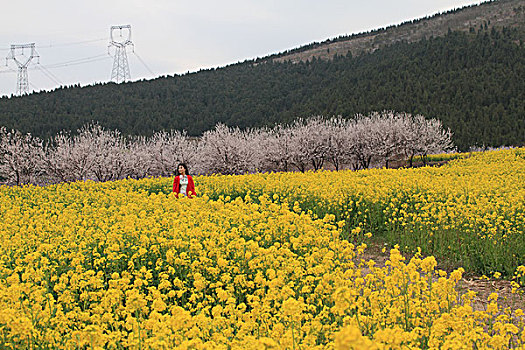 油菜花开