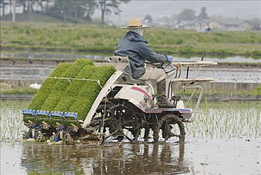 农民,种植,稻米,日本