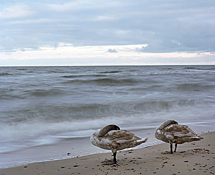 两个,天鹅,波罗的海