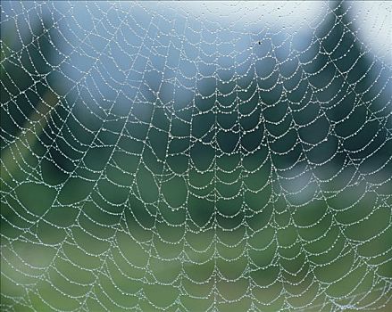 蜘蛛网,日本